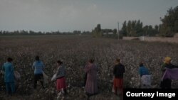 Сборщики хлопка (иллюстративное фото) 