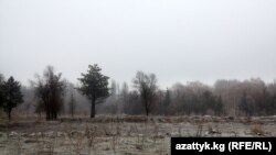 Ататүрк паркындагы кыйылган дарактар. 2011-жыл.