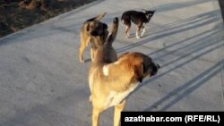 Многие собаки оказываются на улице случайно и их разыскивают хозяева. Ашхабад. (фото из архива) 